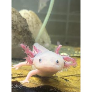 AQs-About-Axolotls-Shedding