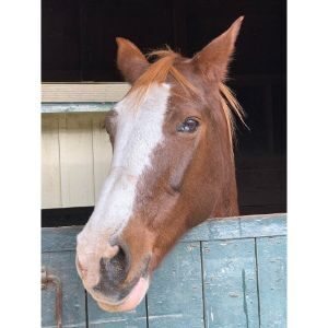 FAQs-About-a-Horses-Stomach