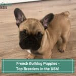 French-Bulldog-Puppies-Top-Breeders-in-the-USA-template
