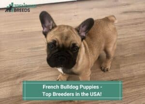 French-Bulldog-Puppies-Top-Breeders-in-the-USA-template