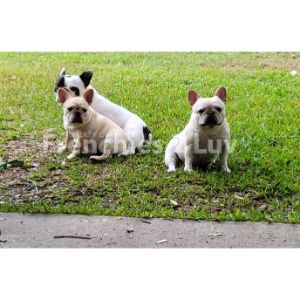 Frenchies-2-Luv