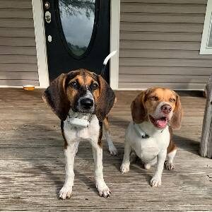 Good Shock Collar To Keep Dog In Yard