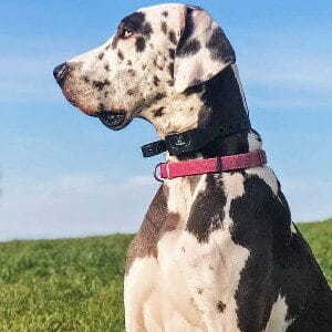 Great No Shock Bark Collar - skip