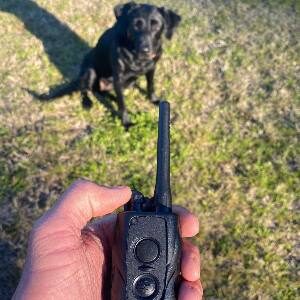 Great Shock Collar with Remote - skip