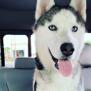 Great dog shock collar for husky- skip