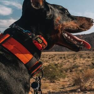 Great petsafe shock collar reviews