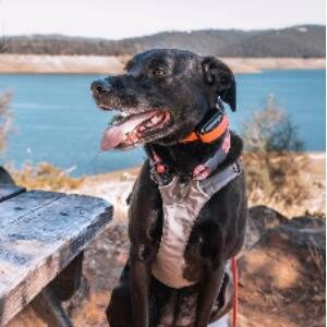 Great shock collar for stubborn dogs