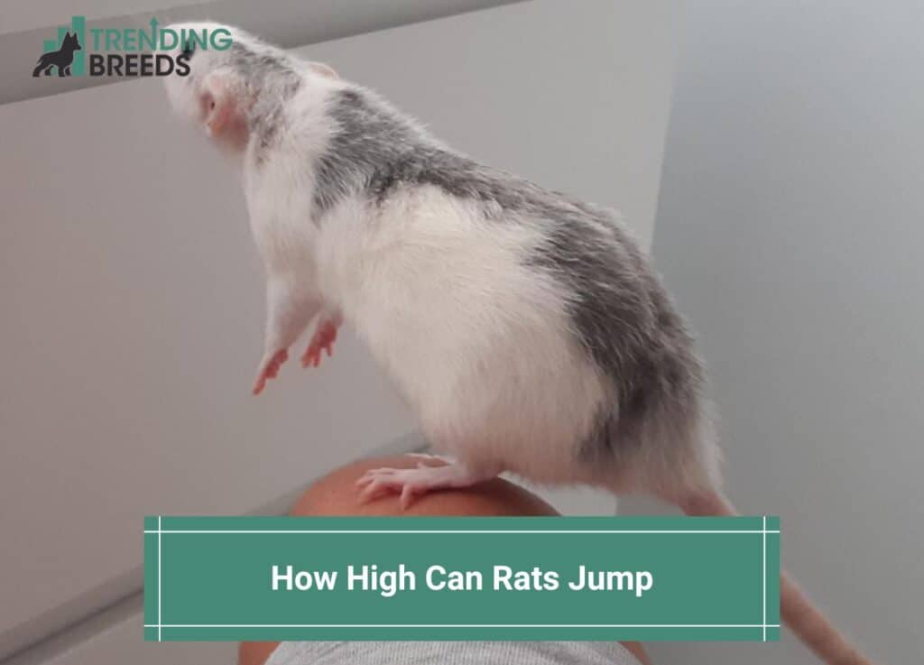 How-High-Can-Rats-Jump-template