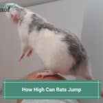 How High Can Rats Jump? (Myths And Facts) (2023)