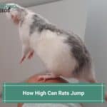 How-High-Can-Rats-Jump-template