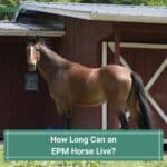 How-Long-Can-an-EPM-Horse-Live-template