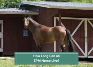 How-Long-Can-an-EPM-Horse-Live-template