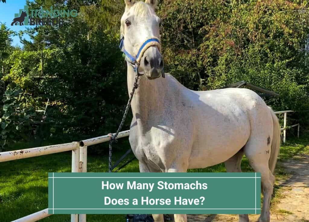How-Many-Stomachs-Does-a-Horse-Have-template 