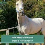 How Many Stomachs Does a Horse Have? (Interesting Read!) (2023)