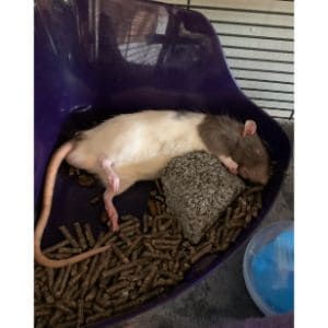 How-To-Clean-Rat-Urine