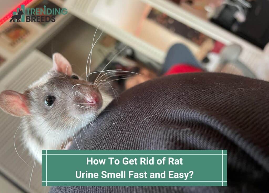 How-To-Get-Rid-of-Rat-Urine-Smell-Fast-and-Easy-template