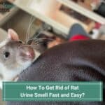How To Get Rid of Rat Urine Smell Fast and Easy? (2023)