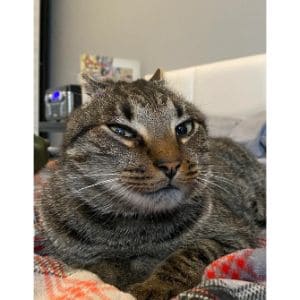 How-is-Vestibular-Disease-in-Cats-Diagnosed