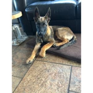 How-to-Choose-Belgian-Malinois-Breeders-in-the-USA
