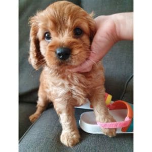 How-to-Choose-Cavapoo-Breeders-in-Denver