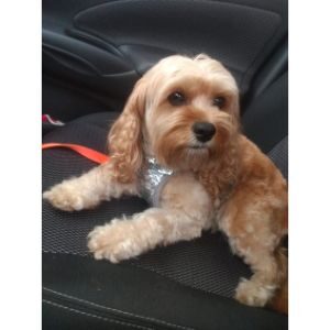 How-to-Choose-Cavapoo-Breeders-in-Tampa