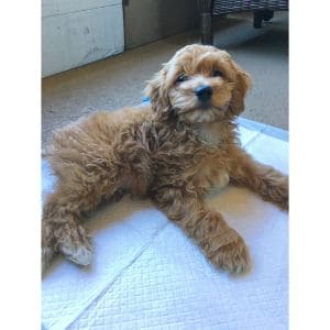 How-to-Choose-Cockapoo-Breeders-in-Denver