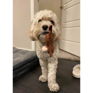 How-to-Choose-Cockapoo-Breeders-in-the-USA