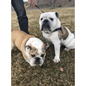 How-to-Choose-English-Bulldog-Breeders-in-the-USA