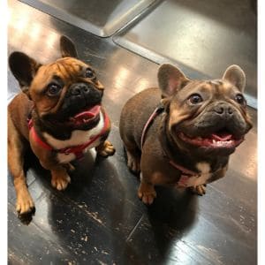 How-to-Choose-French-Bulldog-Puppies-in-the-USA