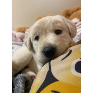 How-to-Choose-Labrador-Retriever-Puppies-in-the-USA