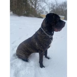 How-to-Choose-the-Best-Cane-Corso-Breeder-in-Maine