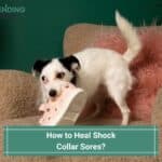 How to Heal Shock Collar Sores? (2023)