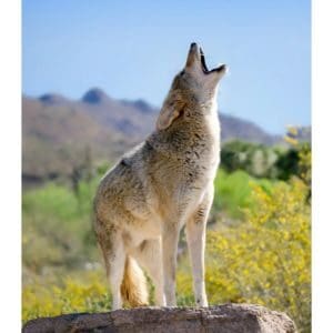 How-to-Keep-Coyotes-Away