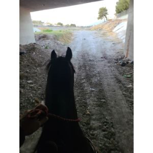 Is-It-Illegal-To-Ride-a-Horse-While-Drunk
