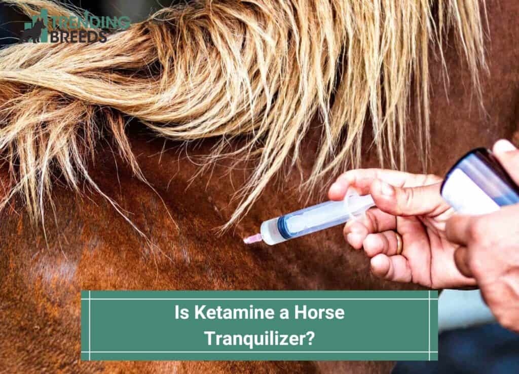 s-Ketamine-a-Horse-Tranquilizer-template