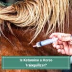 Is Ketamine a Horse Tranquilizer? Debunking The Myths! (2023)