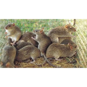 Is-Rat-Meat-Toxic