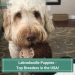 Labradoodle Puppies - Top 7 Breeders in the USA! (2023)
