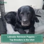 Labrador Retriever Puppies – Top 7 Breeders in the USA! (2023)