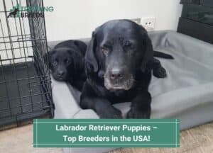 Labrador-Retriever-Puppies-–-Top-Breeders-in-the-USA-template