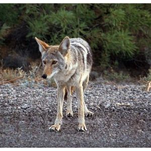 Coyote Bite Force: How to Measure It and What It Means! (2023)