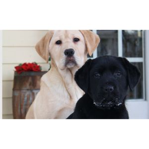 Michigan-Elite-Labradors