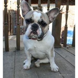 Millander-Bullies-French-Bulldogs