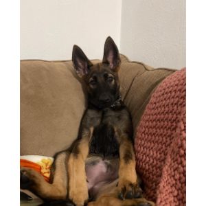 More-Information-About-Belgian-Malinois-Puppies-in-the-USA