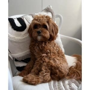 More-Information-About-Cavapoo-Puppies-in-Denver