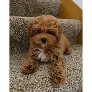 More-Information-About-Cavapoo-Puppies-in-Tampa