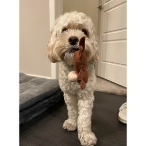 More-Information-About-Cockapoo-Puppies-in-Denver