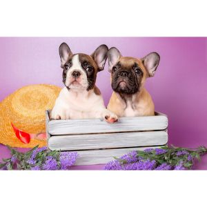 Premier-French-Bulldogs