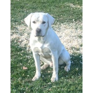 Prospect-Hill-Labrador-Retrievers