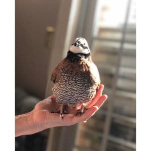 Quail-Bird